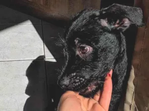 Cachorro raça SRD-ViraLata idade 2 a 6 meses nome Lilith