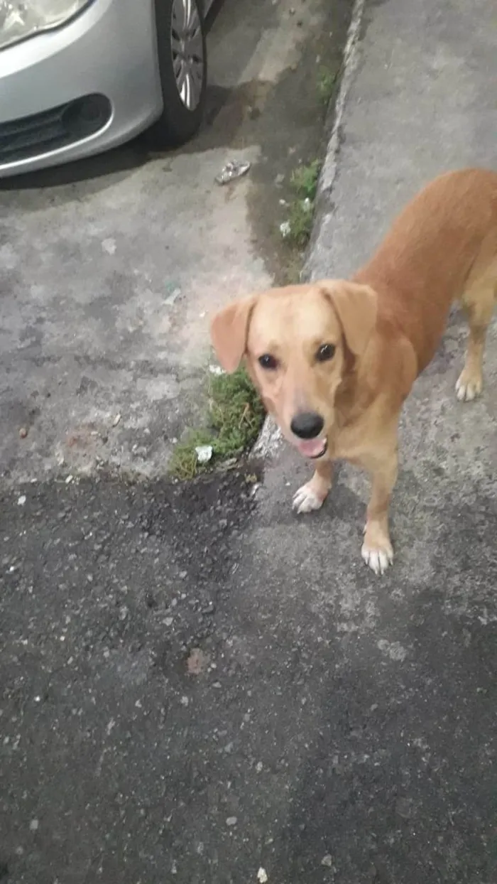 Cachorro ra a Vira lata idade 3 anos nome Tufão 