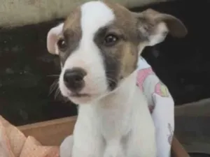 Cachorro raça SRDeliciosos idade Abaixo de 2 meses nome Filhotinhos de canis