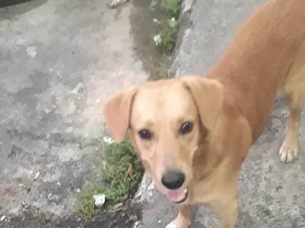 Cachorro ra a Vira lata idade 3 anos nome Tufão 