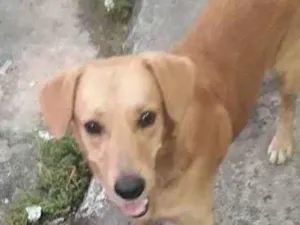 Cachorro raça Vira lata idade 3 anos nome Tufão 