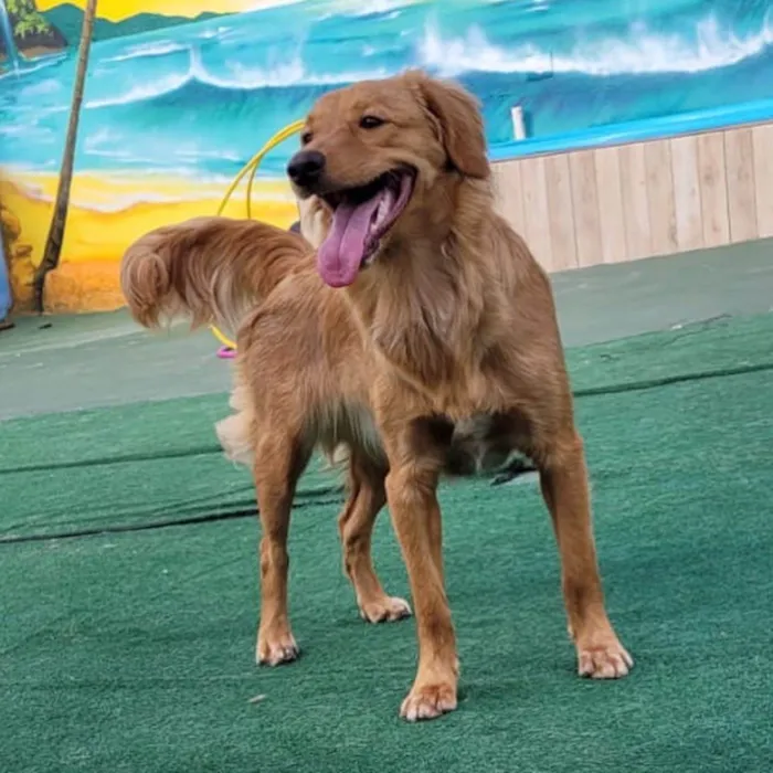 Cachorro raça Mix Golden Retriever idade 7 a 11 meses nome Pandora
