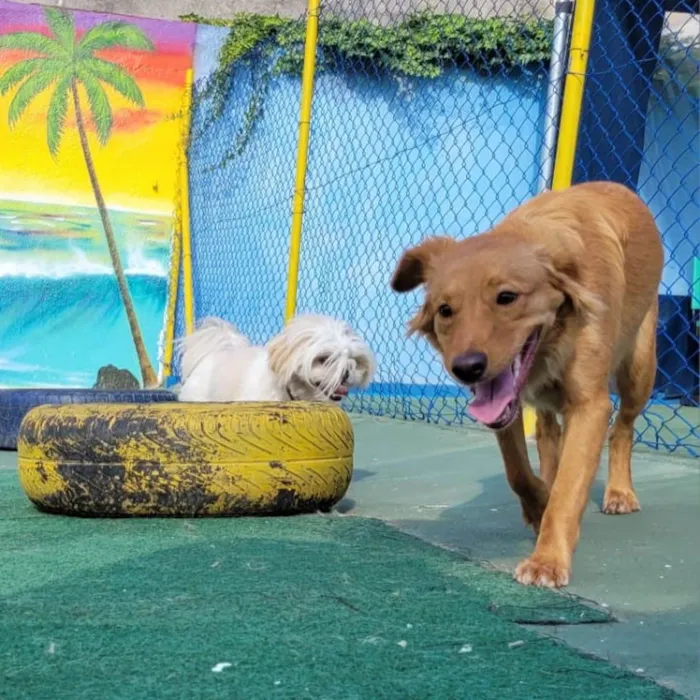 Cachorro raça Mix Golden Retriever idade 7 a 11 meses nome Pandora