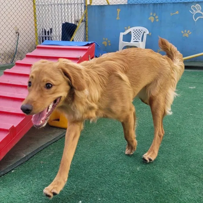 Cachorro raça Mix Golden Retriever idade 7 a 11 meses nome Pandora