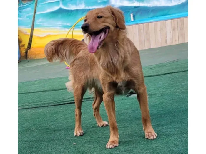 Cachorro raça Mix Golden Retriever idade 7 a 11 meses nome Pandora