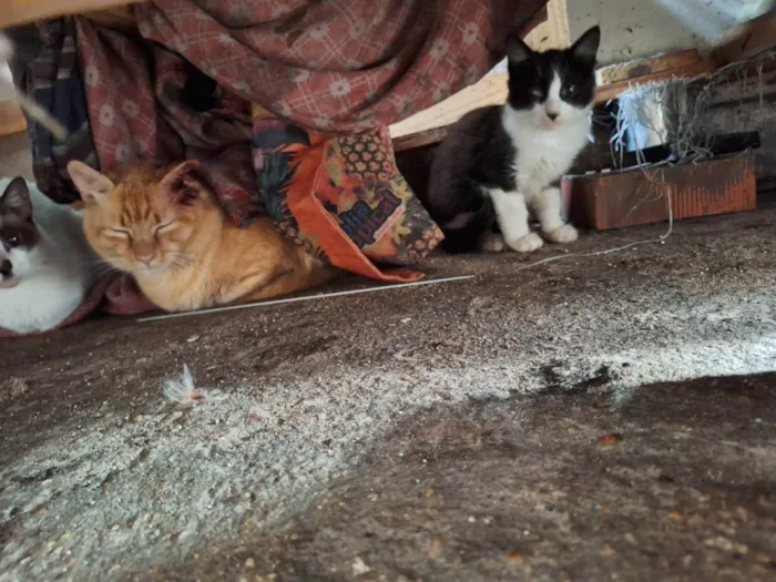Gato ra a SRD-ViraLata idade 2 a 6 meses nome filhotes