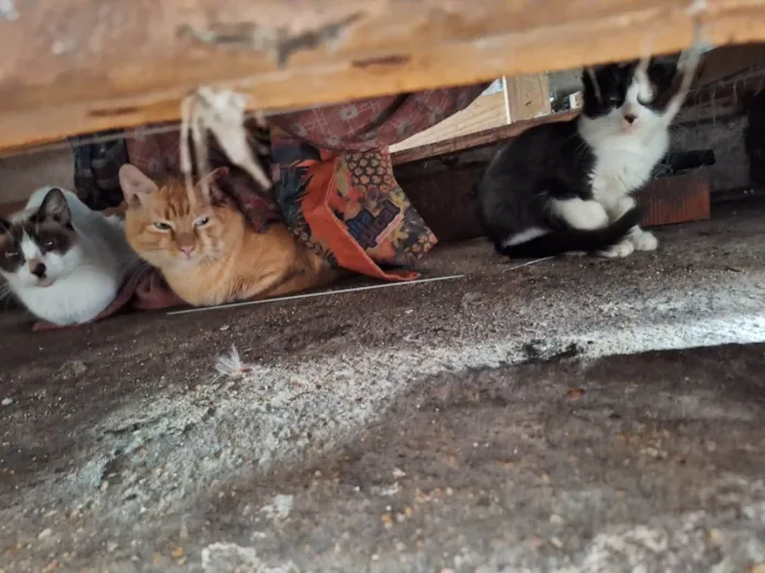 Gato ra a SRD-ViraLata idade 2 a 6 meses nome filhotes