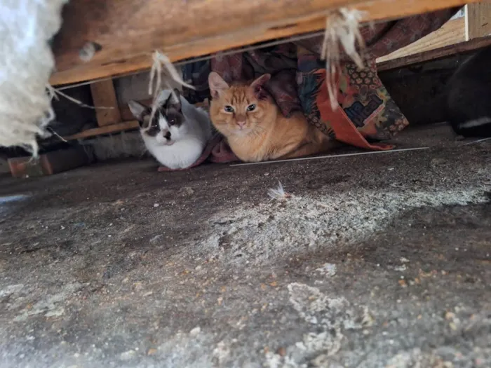 Gato ra a SRD-ViraLata idade 2 a 6 meses nome filhotes