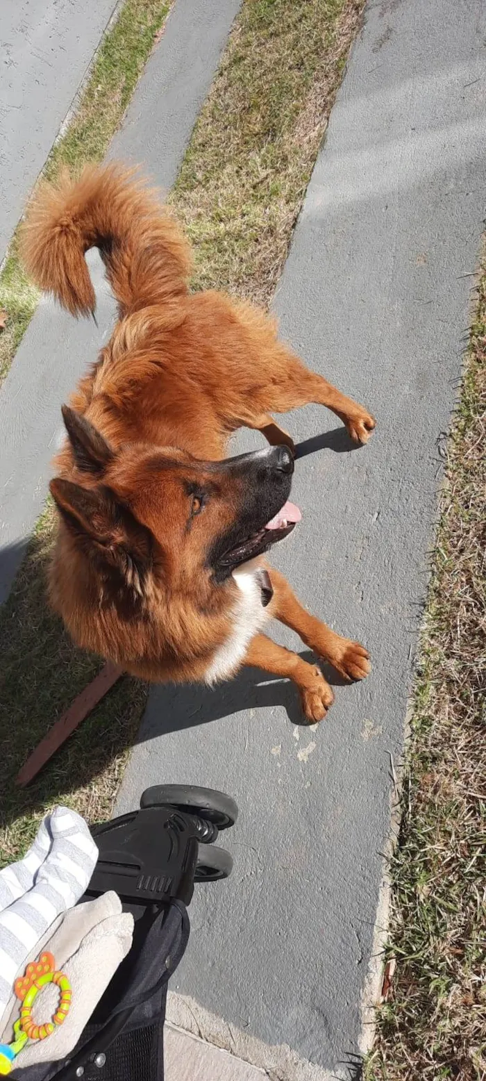 Cachorro ra a SRD-Mistura idade 1 ano nome Brown