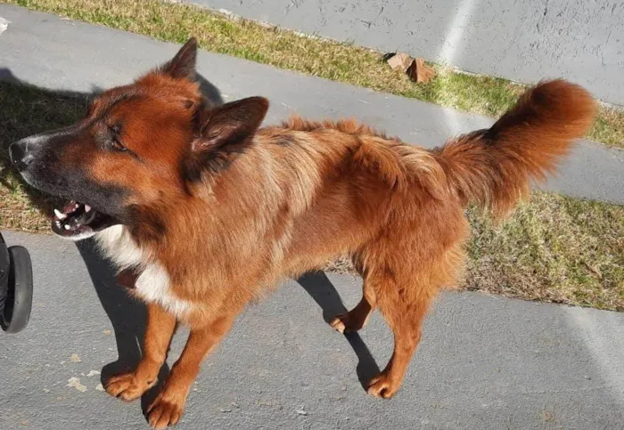 Cachorro ra a SRD-Mistura idade 1 ano nome Brown