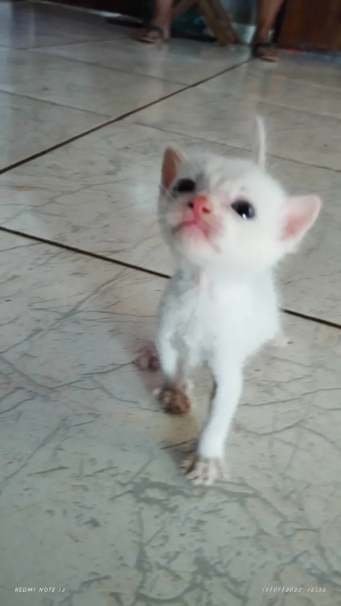 Gato raça SRD-ViraLata idade Abaixo de 2 meses nome Sem nome