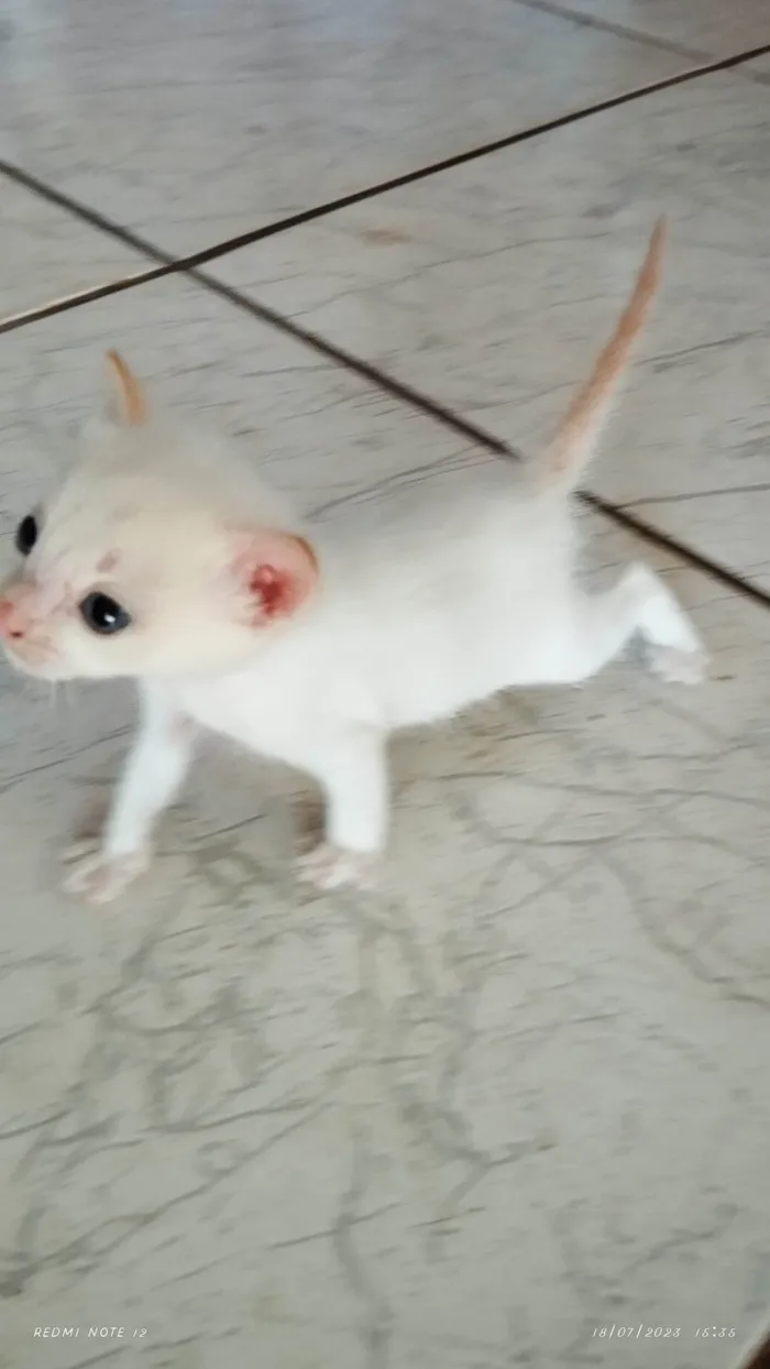 Gato raça SRD-ViraLata idade Abaixo de 2 meses nome Sem nome