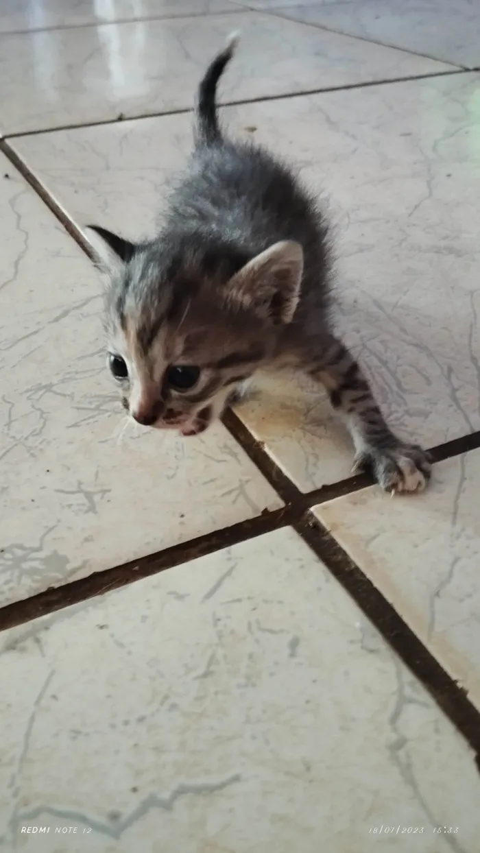 Gato raça SRD-ViraLata idade Abaixo de 2 meses nome Sem nome