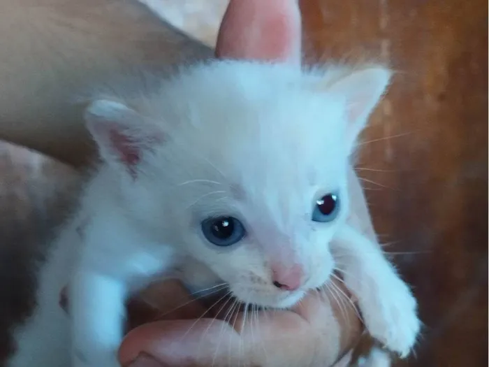 Gato raça SRD-ViraLata idade Abaixo de 2 meses nome Sem nome