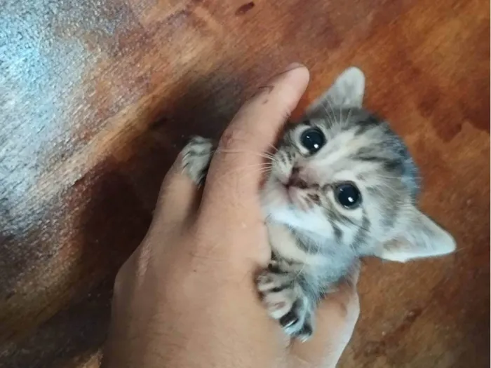 Gato raça SRD-ViraLata idade Abaixo de 2 meses nome Sem nome