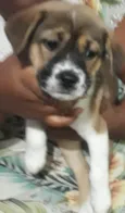 Pipoca