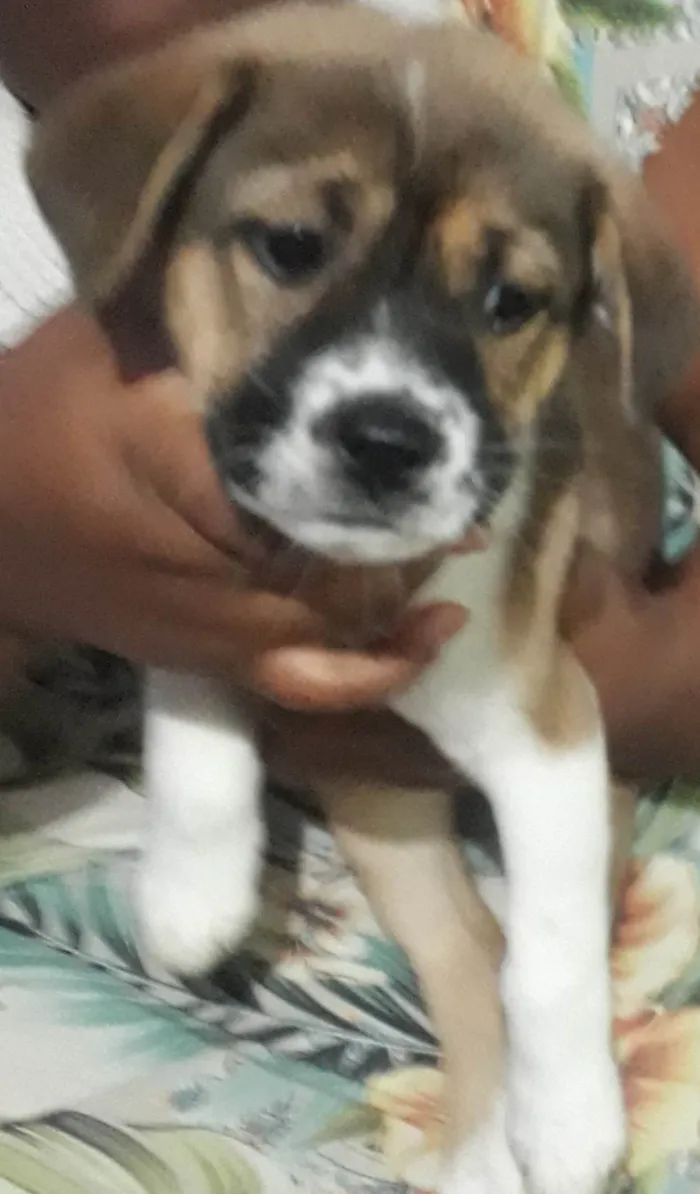 Cachorro raça SRD-ViraLata idade 2 a 6 meses nome Pipoca