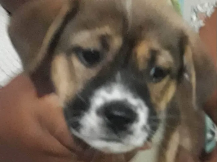 Cachorro raça SRD-ViraLata idade 2 a 6 meses nome Pipoca