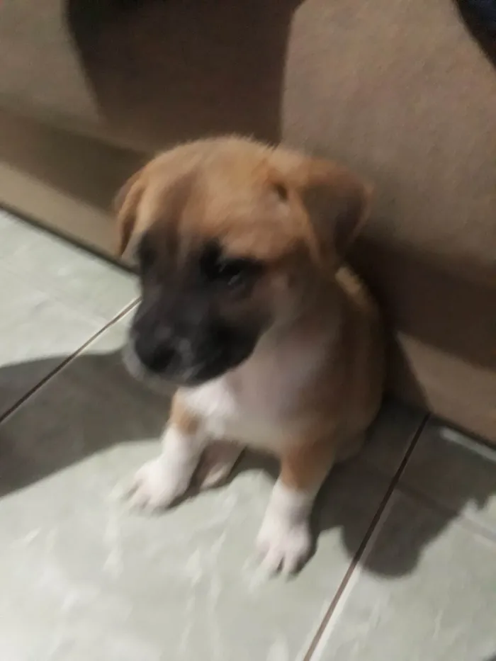 Cachorro raça SRD-ViraLata idade 2 a 6 meses nome Sem nome