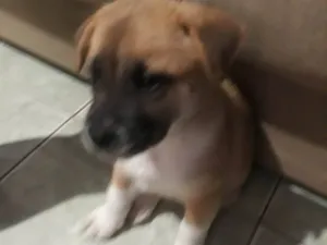 Cachorro raça SRD-ViraLata idade 2 a 6 meses nome Sem nome