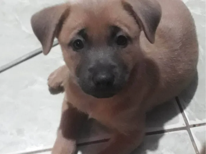 Cachorro raça SRD-ViraLata idade 2 a 6 meses nome Sem nome