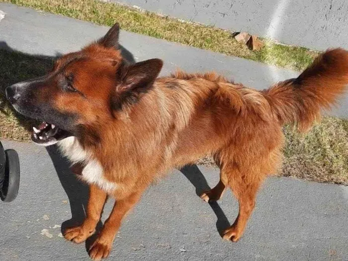 Cachorro ra a SRD-Mistura idade 1 ano nome Brown