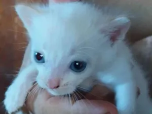 Gato raça SRD-ViraLata idade Abaixo de 2 meses nome Sem nome
