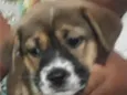 Pipoca