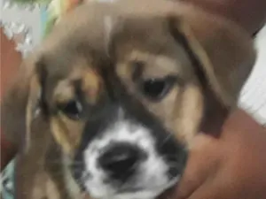 Cachorro raça SRD-ViraLata idade 2 a 6 meses nome Pipoca
