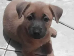 Cachorro raça SRD-ViraLata idade 2 a 6 meses nome Sem nome