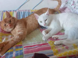Gato raça SRD-ViraLata idade 1 ano nome ADOÇÃO CONJUNTA "OLIVER E BÓRIS"