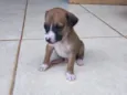 Manchado