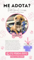 Cachorro raça SRD-ViraLata idade 2 a 6 meses nome LUPITA