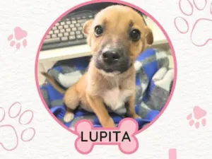 Cachorro raça SRD-ViraLata idade 2 a 6 meses nome LUPITA