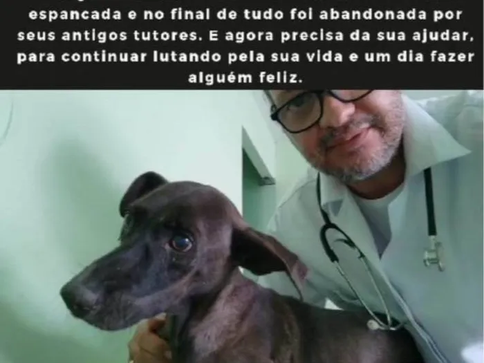 Cachorro ra a SRD-ViraLata idade 1 ano nome Neguinha 