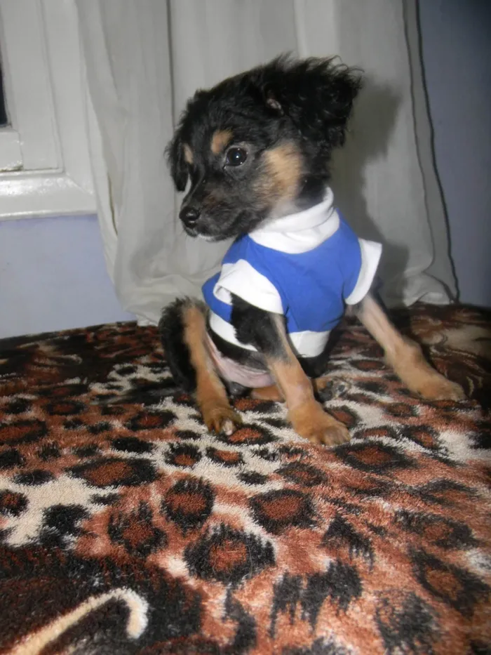 Cachorro raça Srd idade 2 a 6 meses nome Scarpa