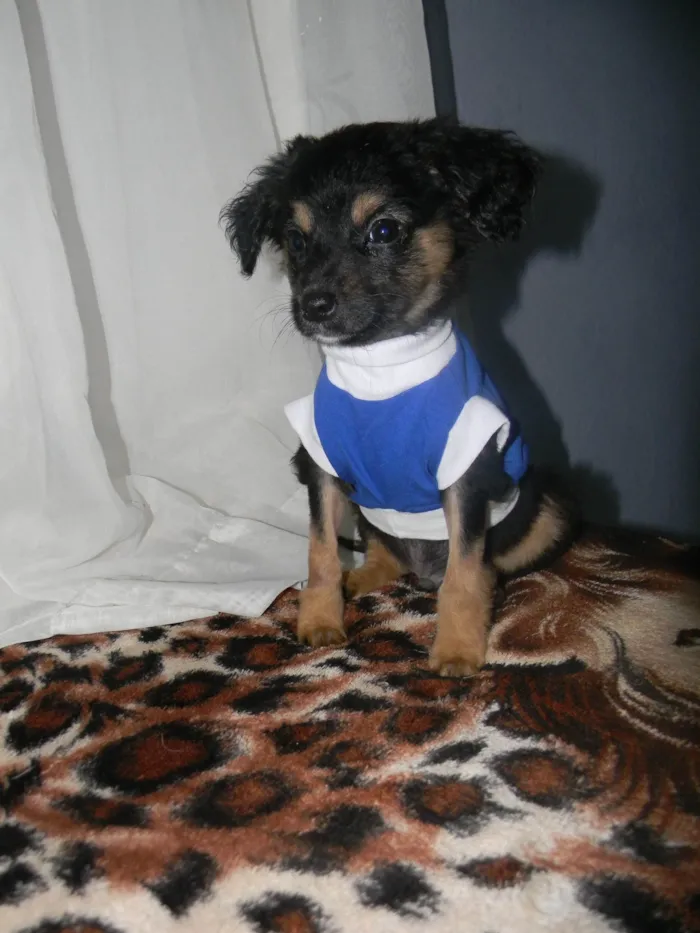 Cachorro raça Srd idade 2 a 6 meses nome Scarpa