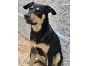 Cachorro raça SRD-ViraLata idade 7 a 11 meses nome Ton