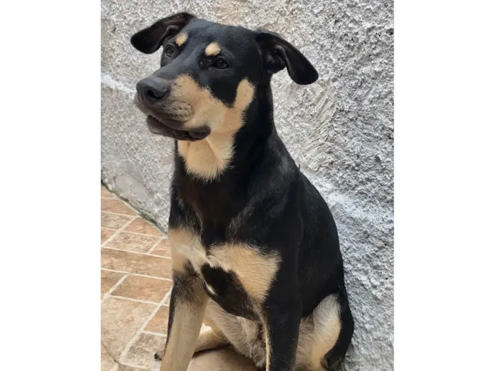 Cachorro ra a SRD-ViraLata idade 7 a 11 meses nome Ton