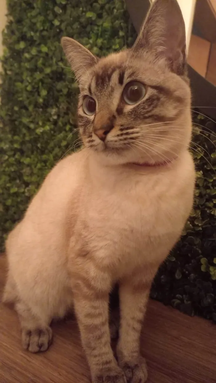 Gato raça  idade 2 a 6 meses nome Sky