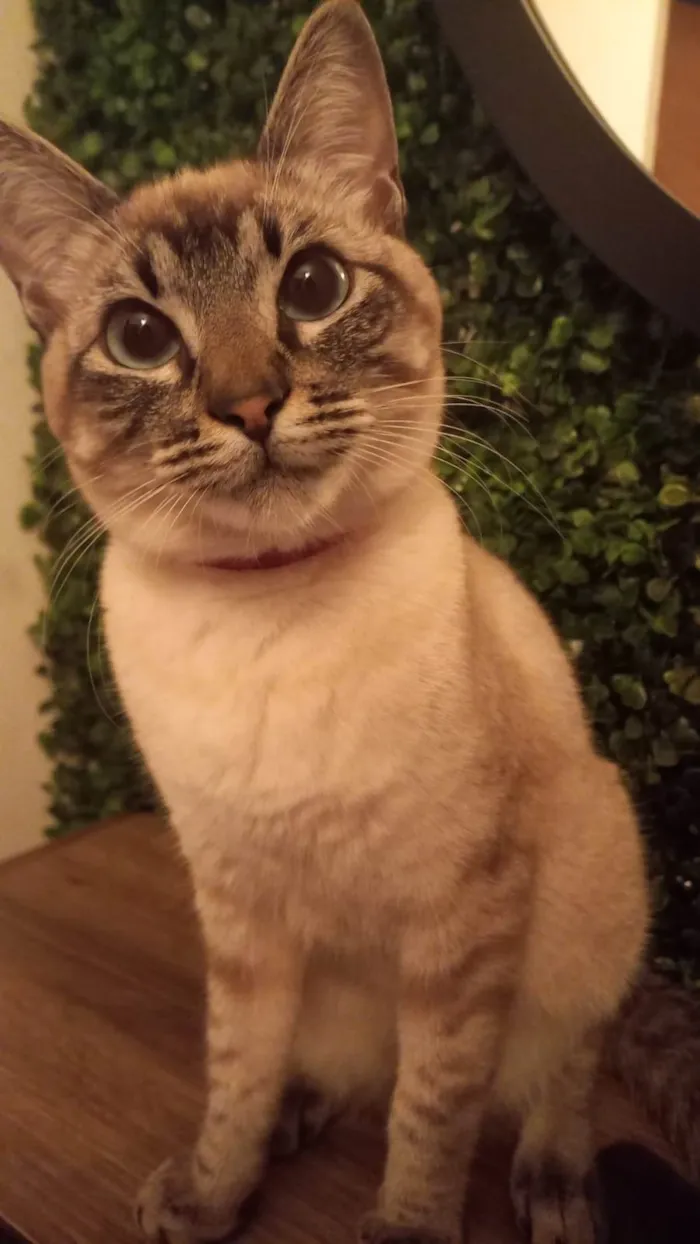 Gato raça  idade 2 a 6 meses nome Sky