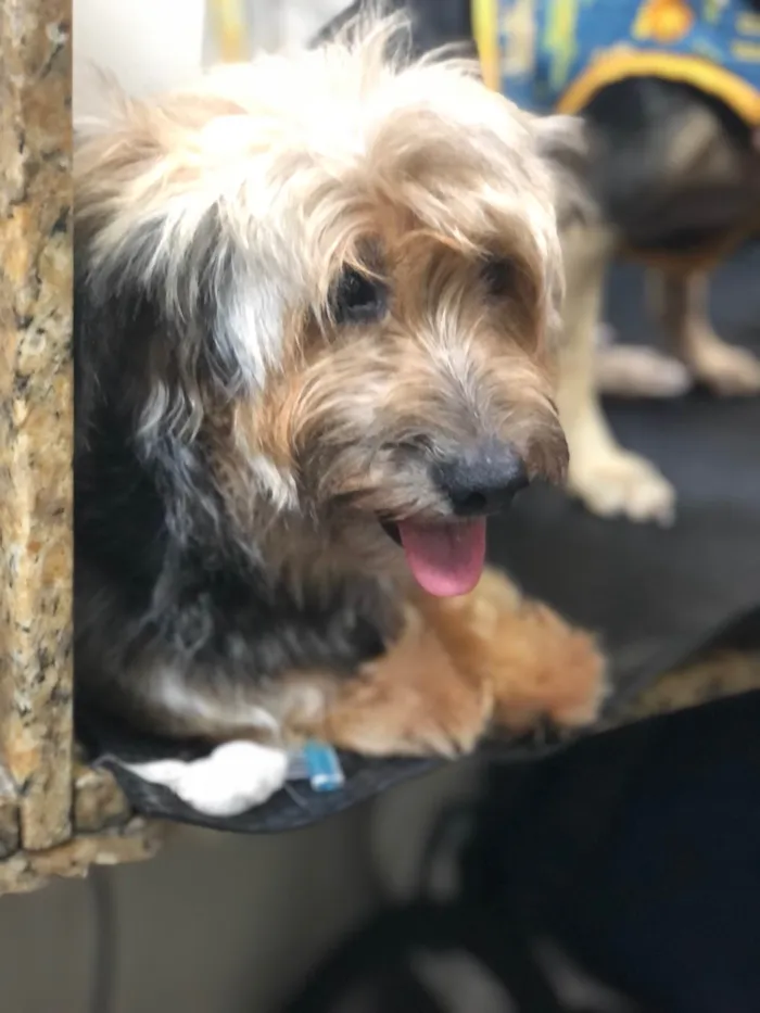 Cachorro ra a York mix e srd idade 3 anos nome Lua e Sol