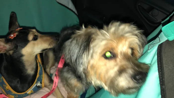 Cachorro ra a York mix e srd idade 3 anos nome Lua e Sol