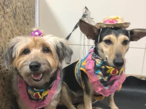 Cachorro raça York mix e srd idade 3 anos nome Lua e Sol