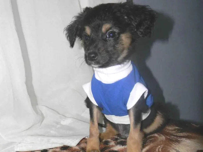 Cachorro raça Srd idade 2 a 6 meses nome Scarpa