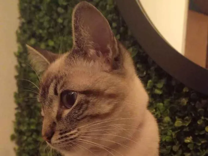 Gato raça  idade 2 a 6 meses nome Sky