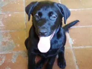 Cachorro raça Labrador idade 2 anos nome Spike
