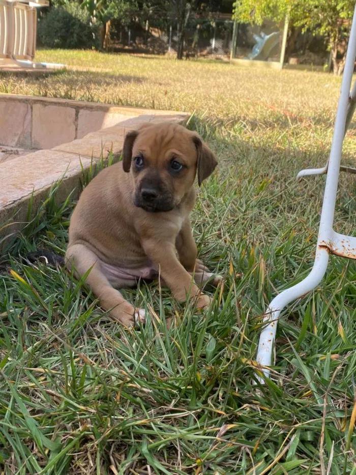 Cachorro ra a SRD-ViraLata idade Abaixo de 2 meses nome Boby