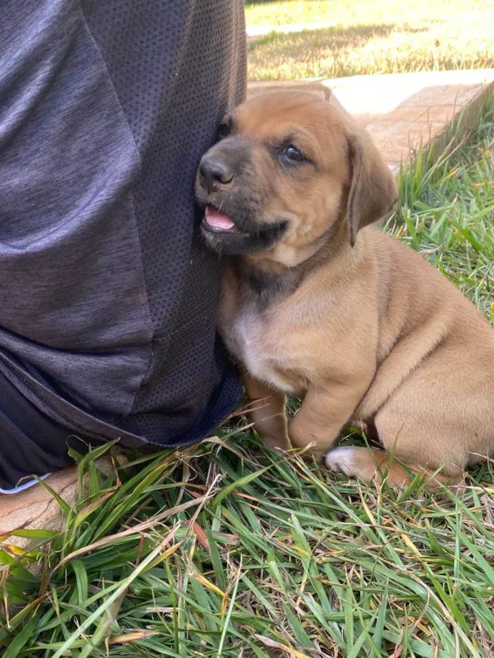 Cachorro ra a SRD-ViraLata idade Abaixo de 2 meses nome Boby