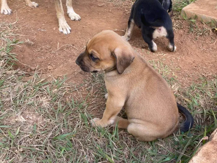 Cachorro ra a SRD-ViraLata idade Abaixo de 2 meses nome Boby